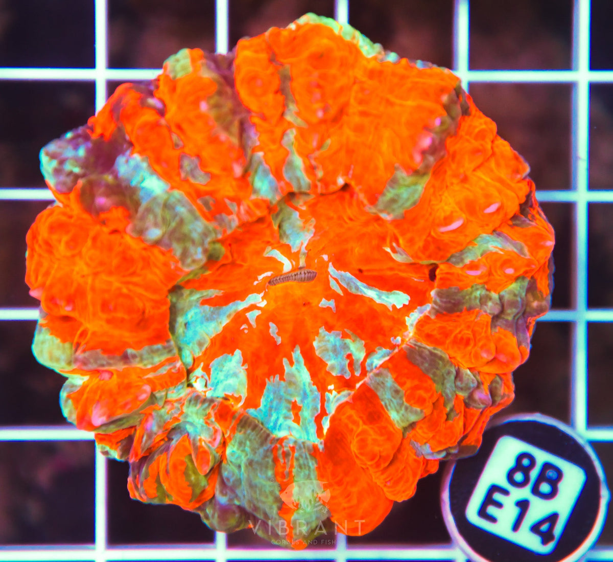 Acanthophyllia INDO