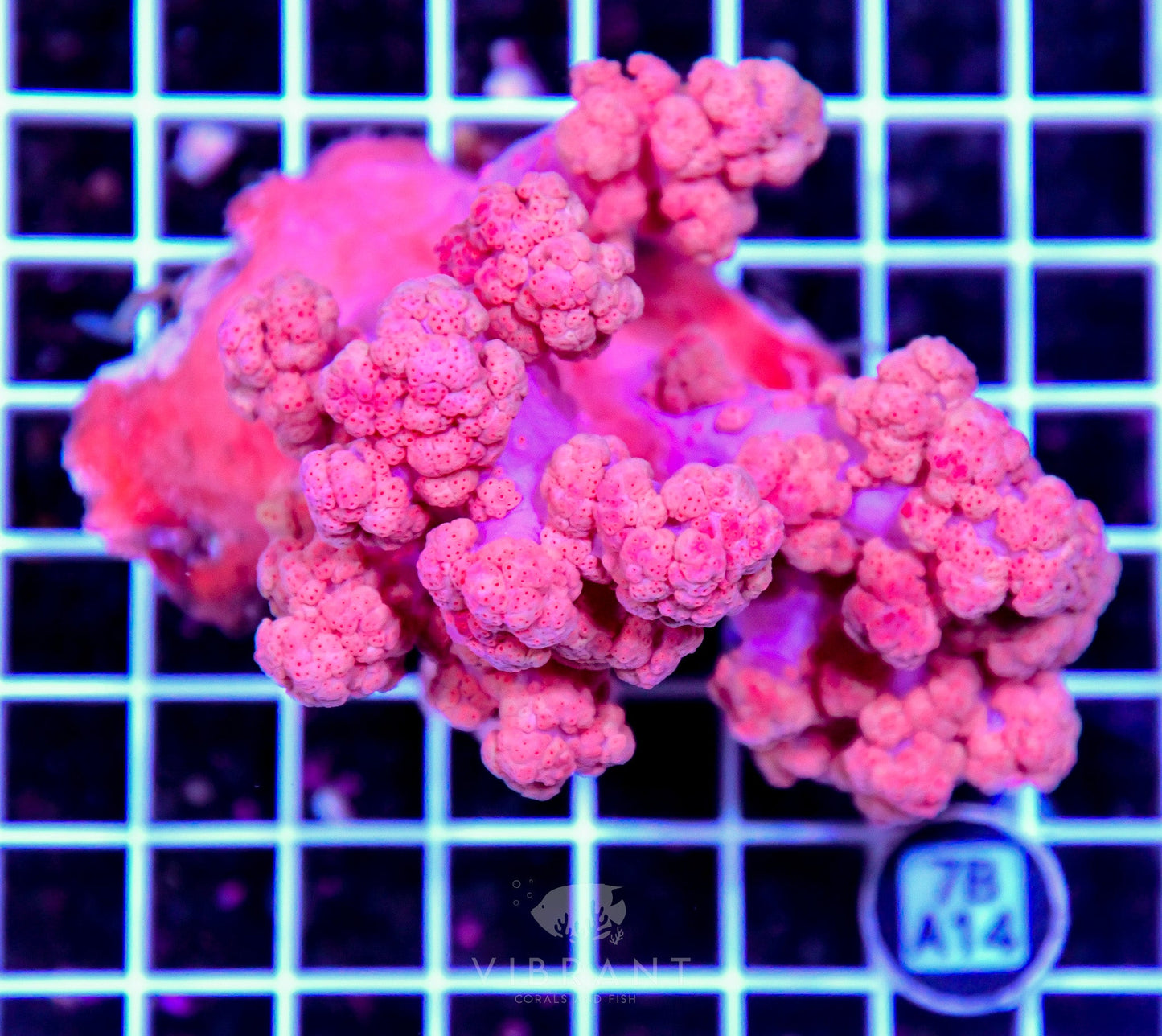 Carnation Coral INDO W