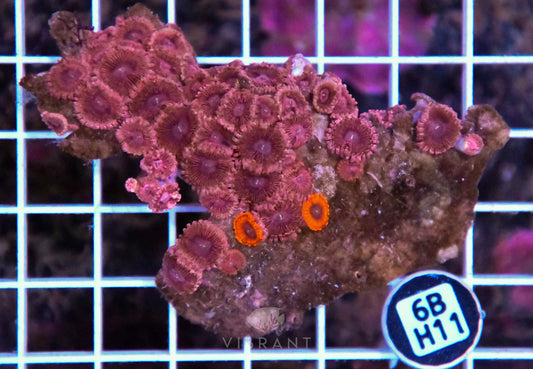 Zoa INDO W