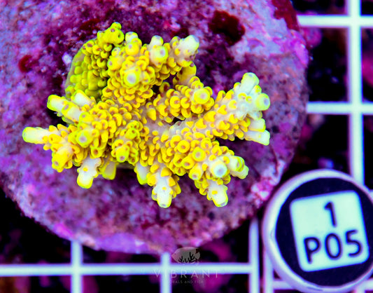 Acro INDO