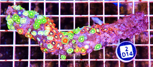 Zoa AUS