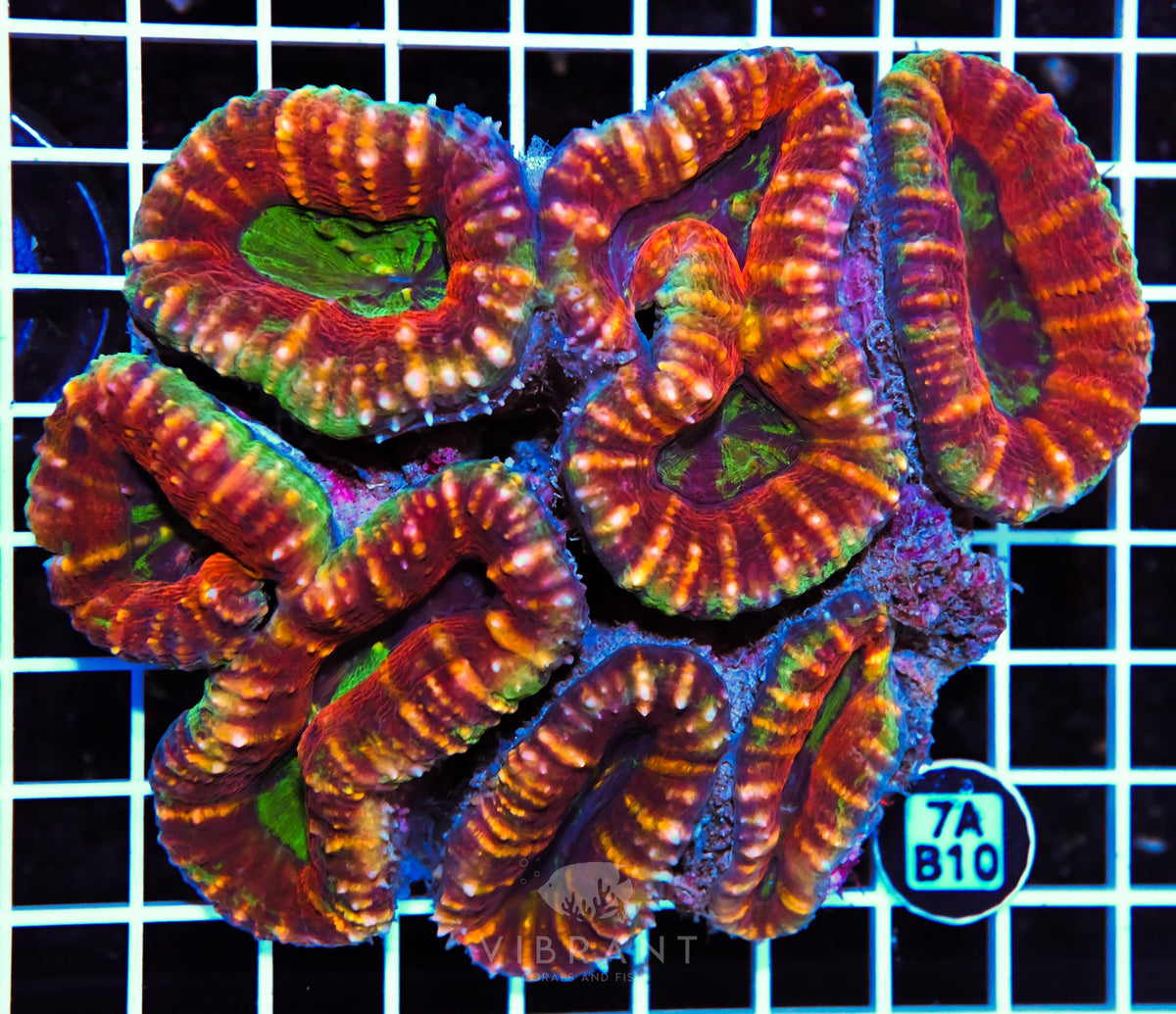 Lobophyllia AUS