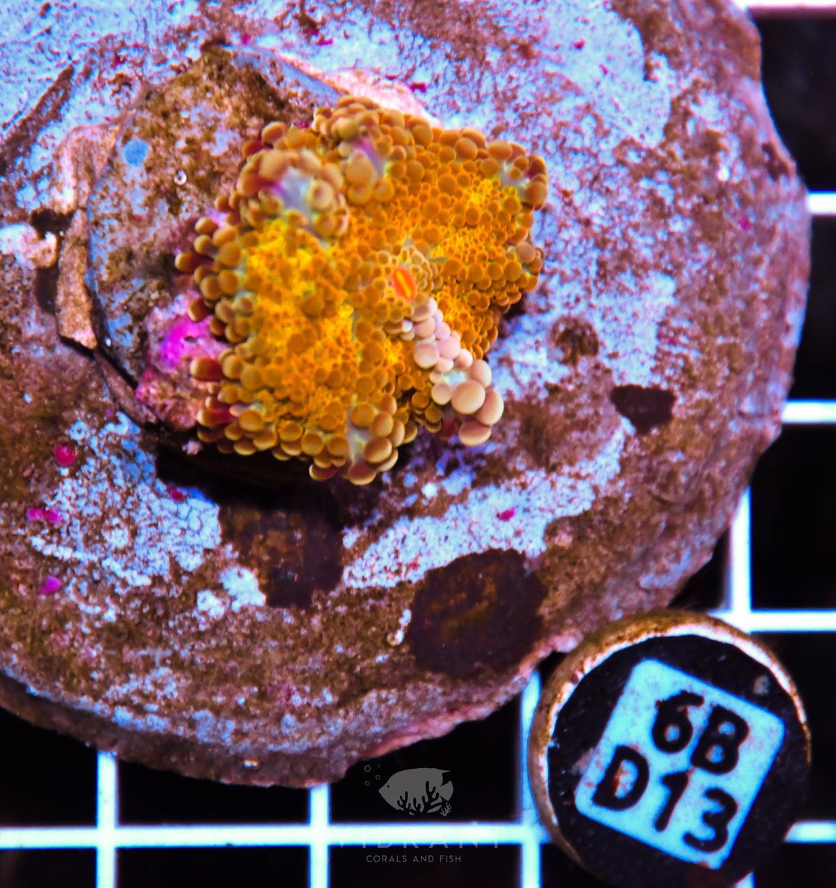 Mushroom INDO