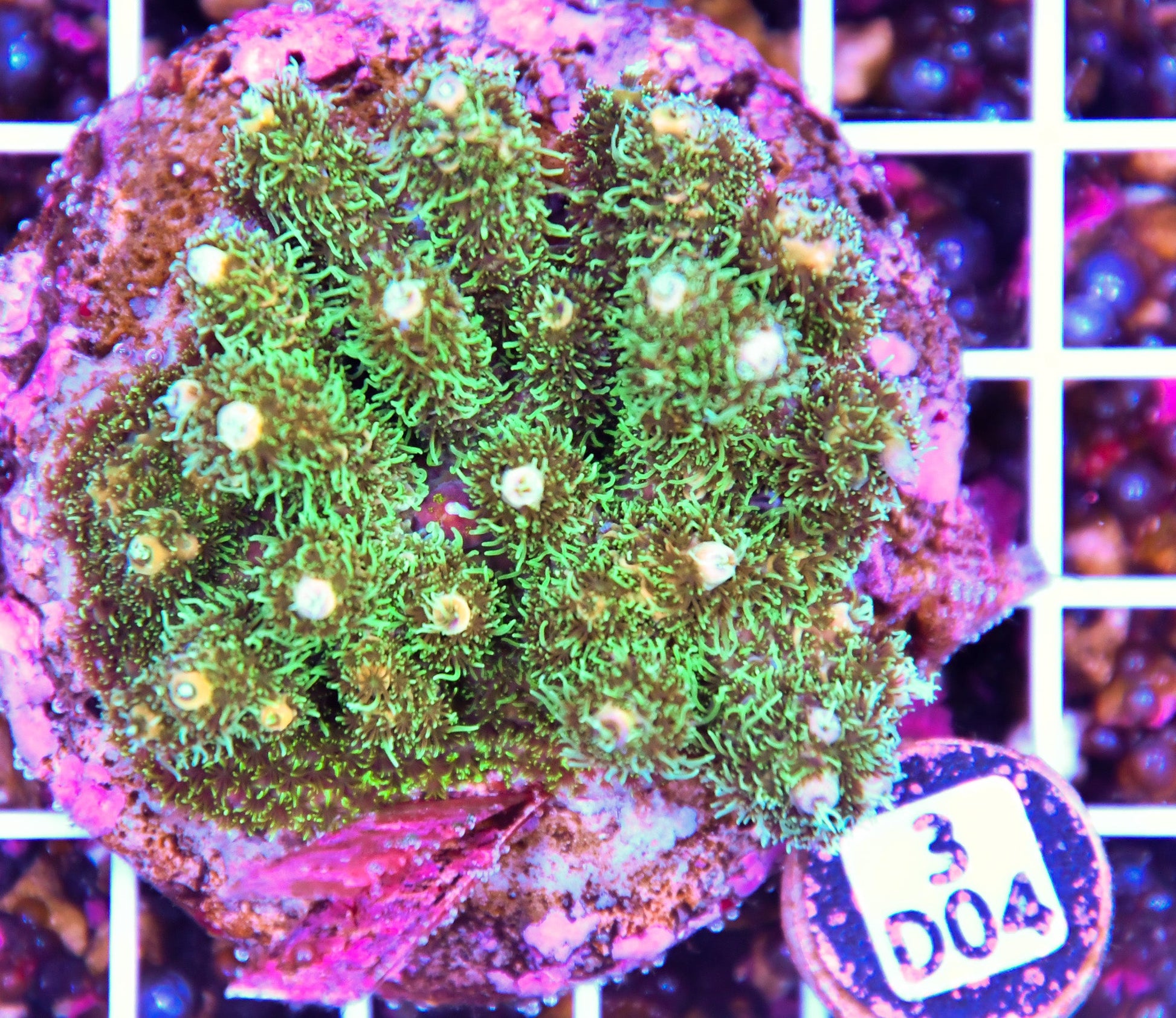Acro INDO