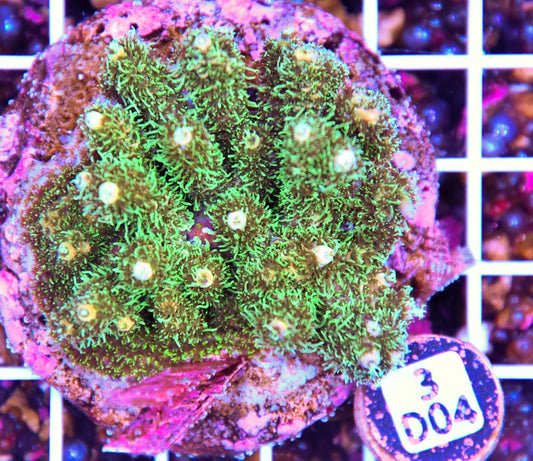 Acro INDO