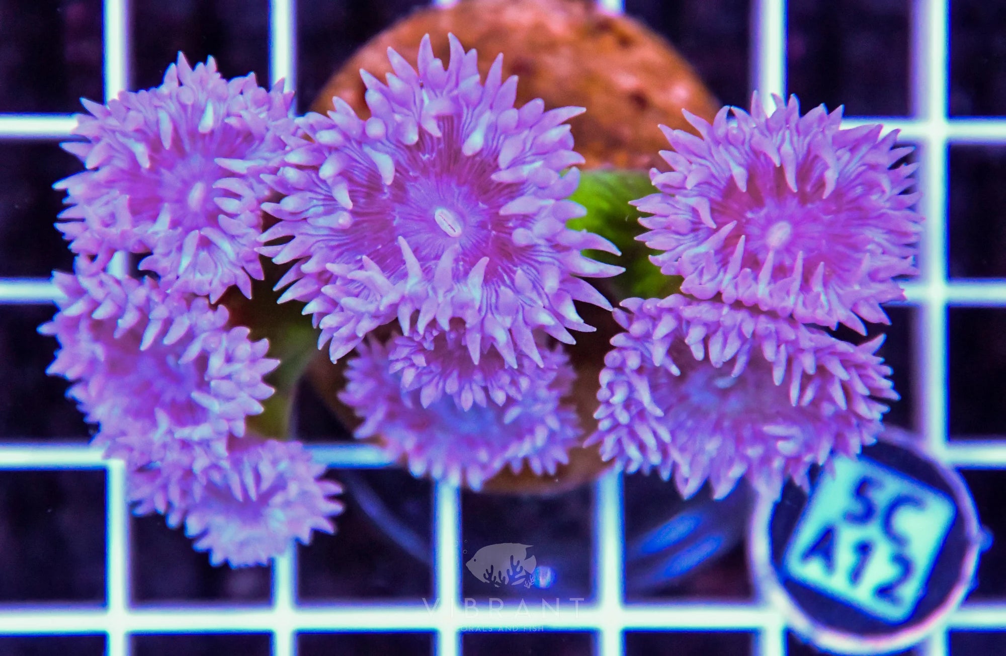 Duncun Polyp Colony AUS