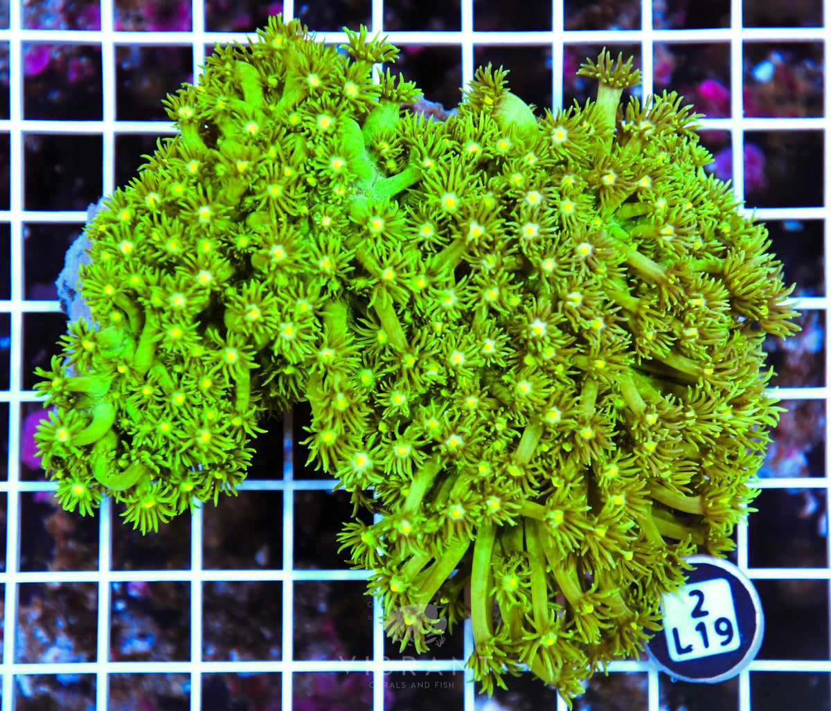 Goniopora AUS