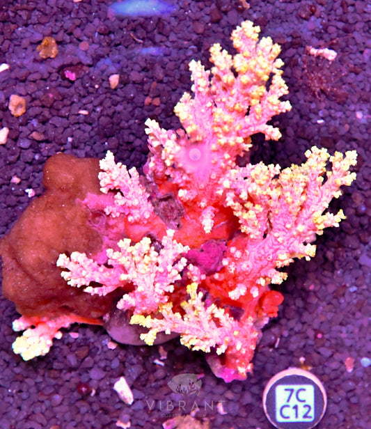 Carnation Coral INDO W