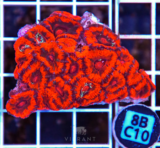 Micromussa WAUS