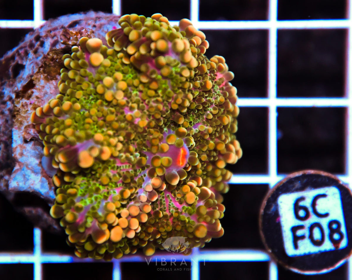 Mushroom INDO