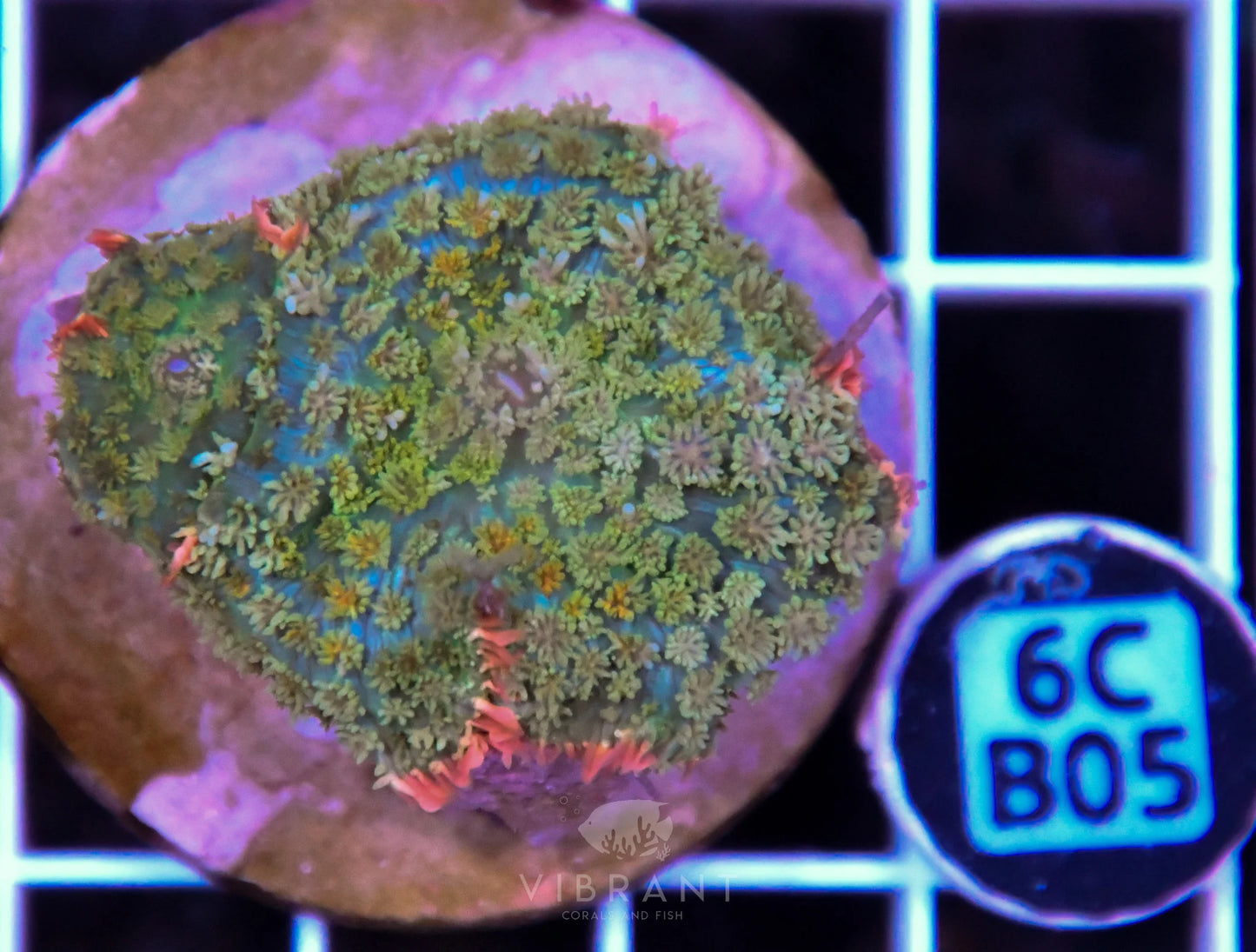 Mushroom INDO