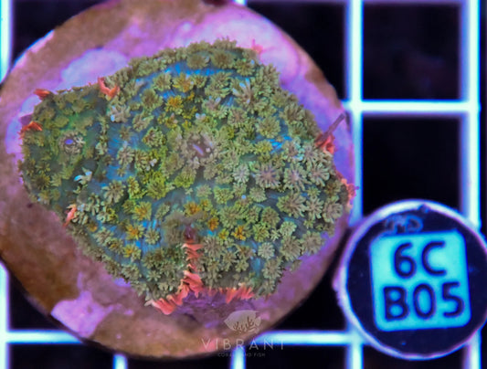 Mushroom INDO