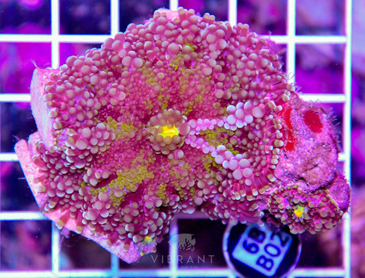 Mushroom INDO