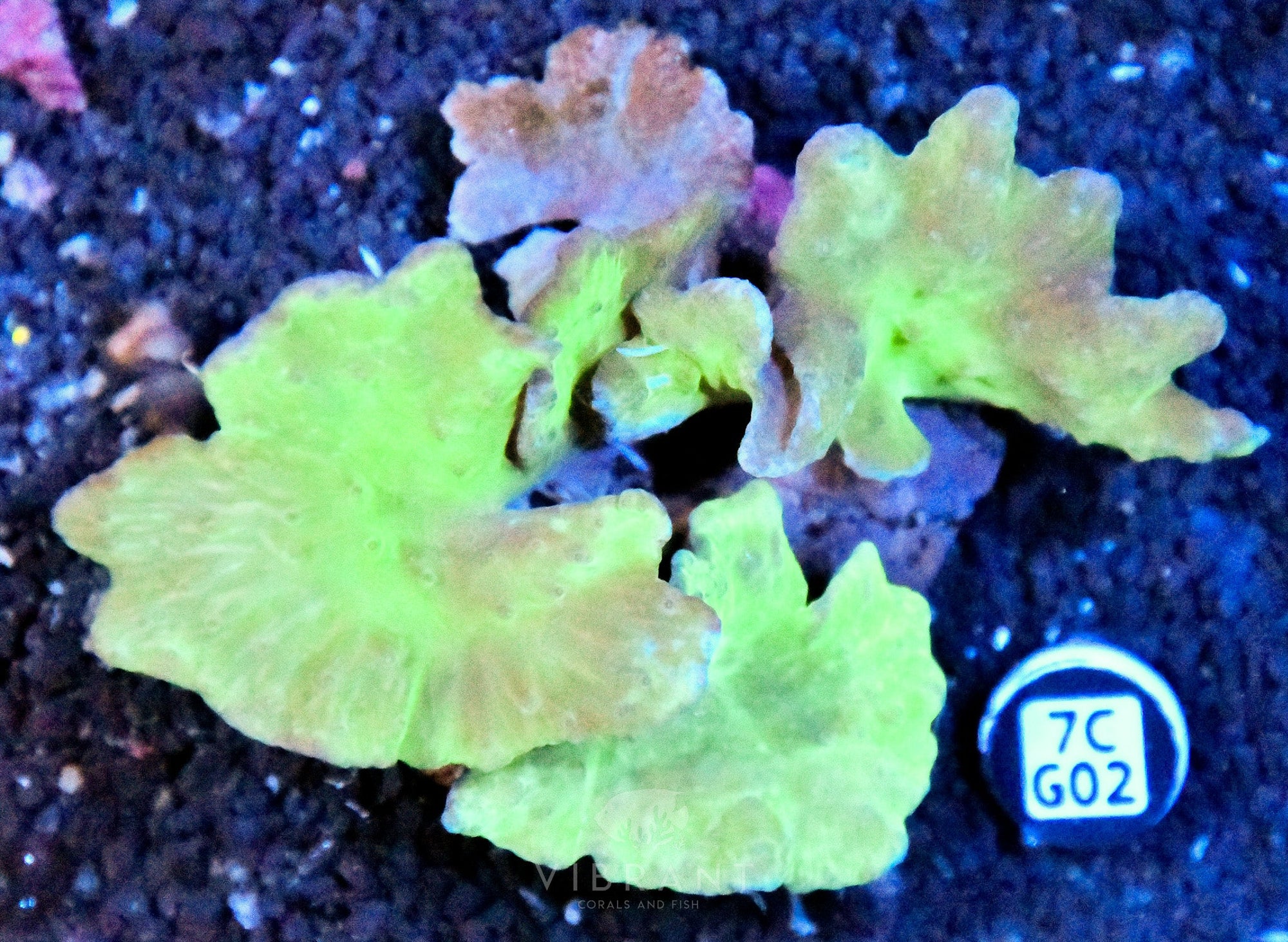 Cabbage Coral INDO W