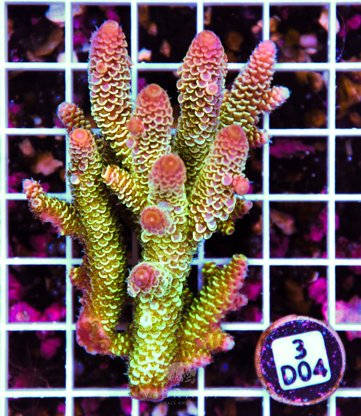 Acro AUS