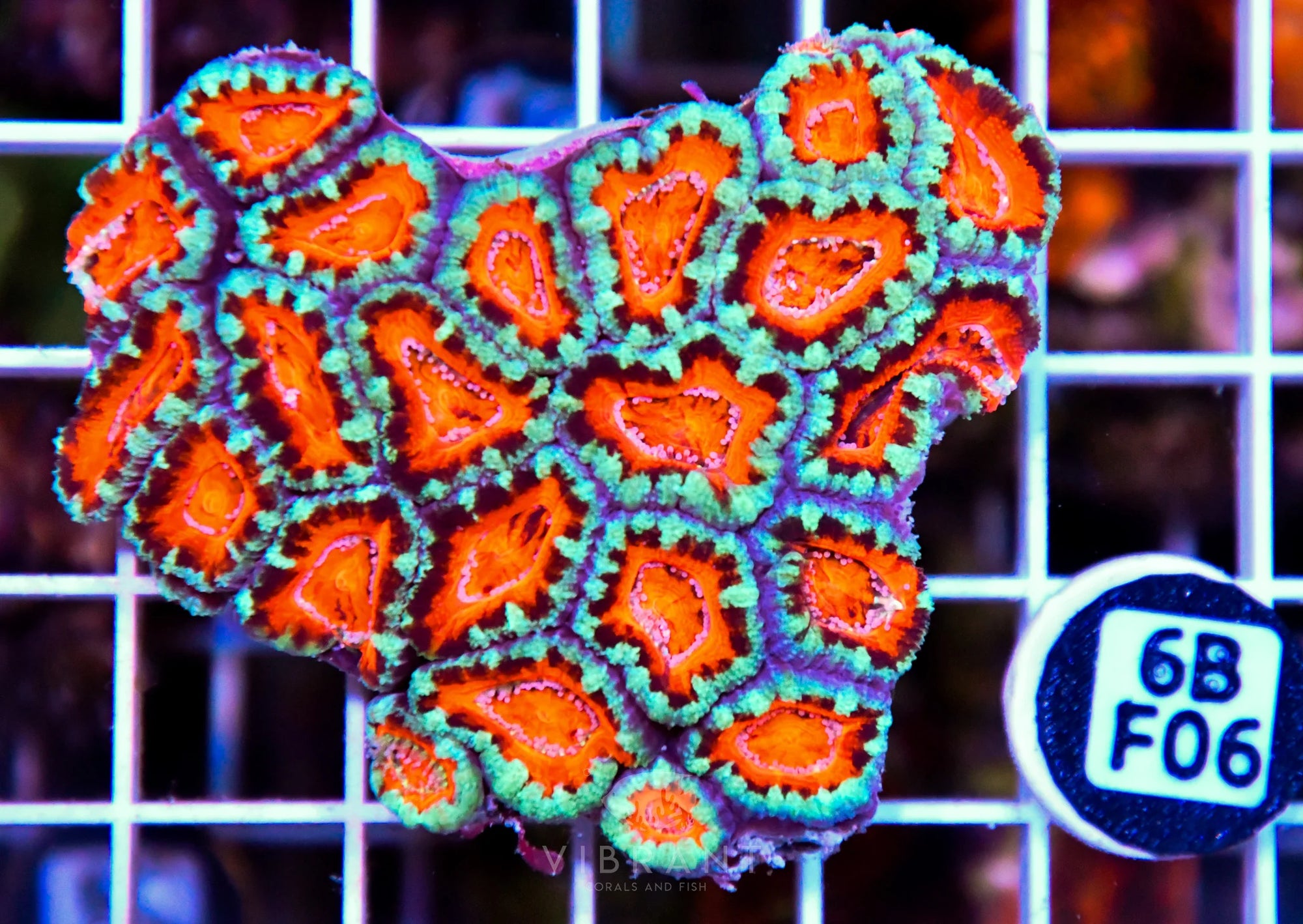 Acan Lord AUS