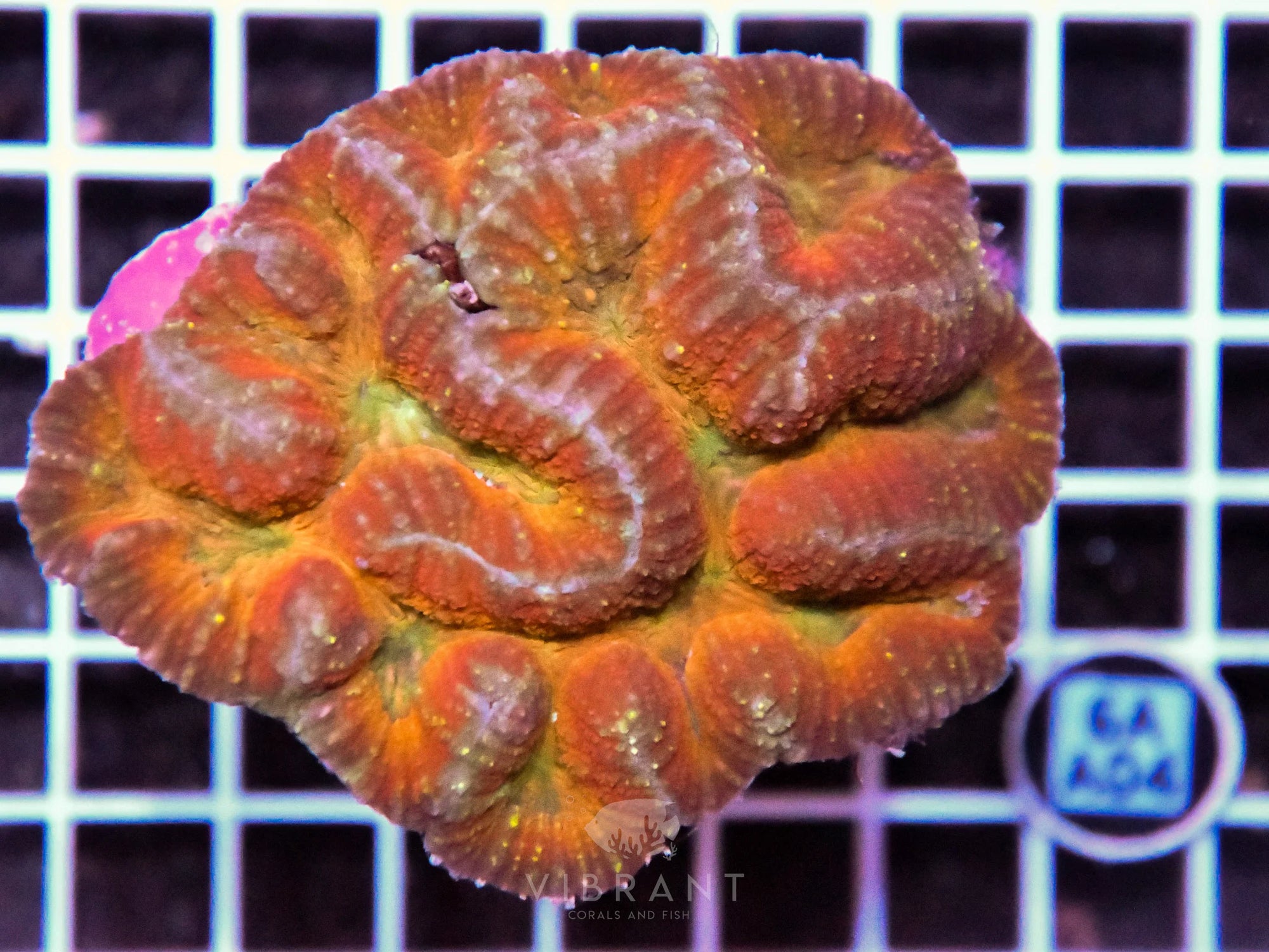 Symphyllia INDO W