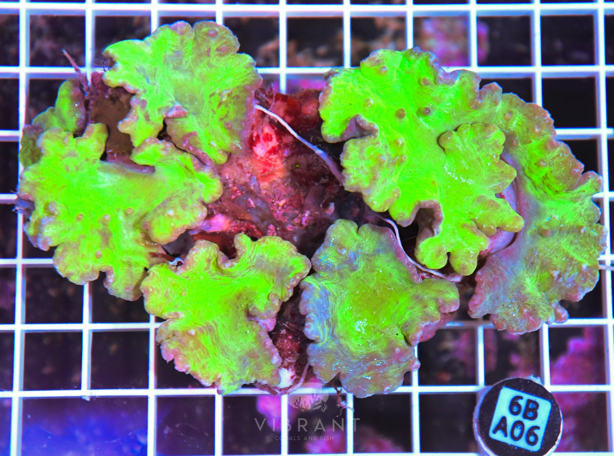 Cabbage Coral INDO