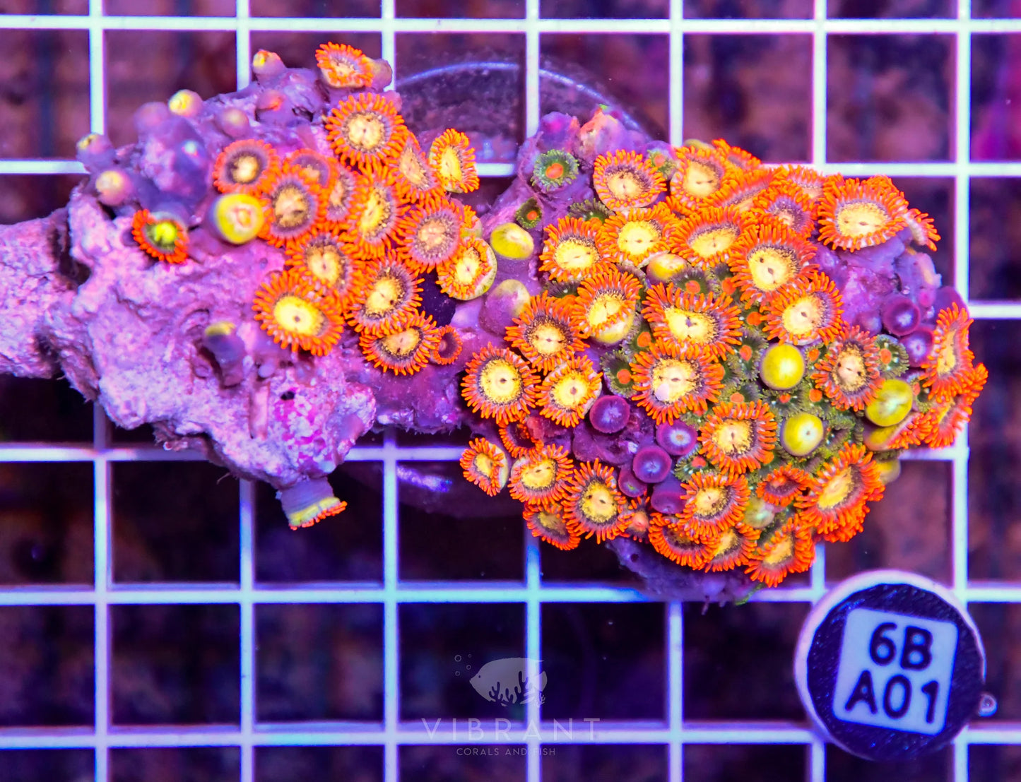 Zoa AUS