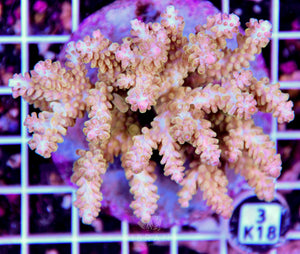 Acro INDO