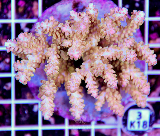 Acro INDO