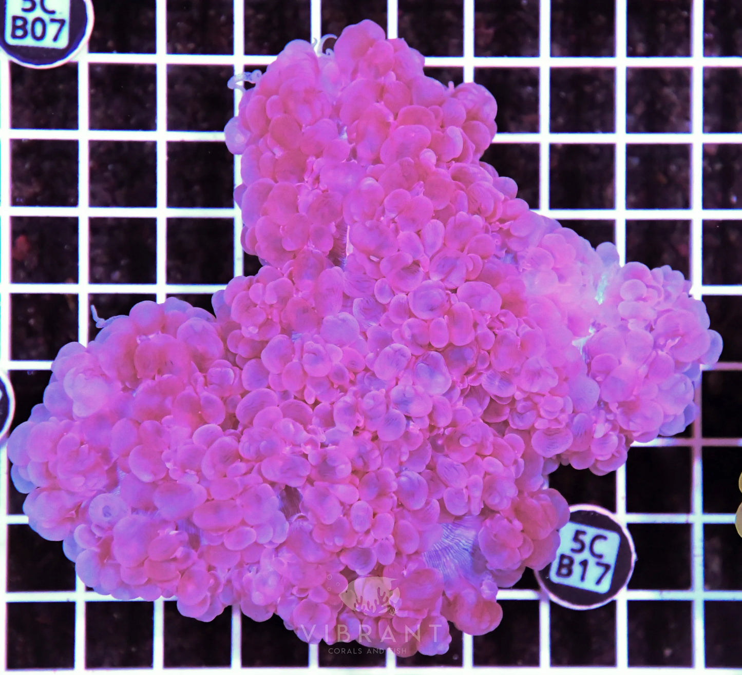 Bubble Coral AUS
