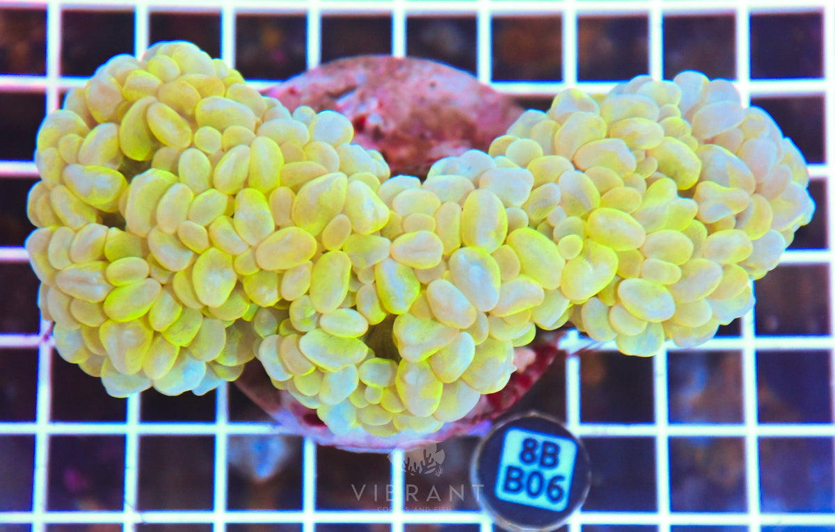 Bubble Coral INDO