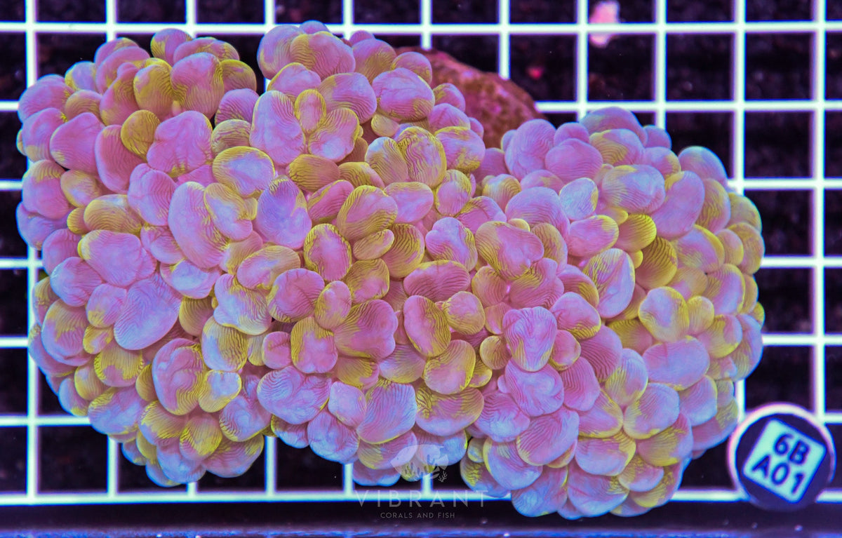 Bubble Coral INDO