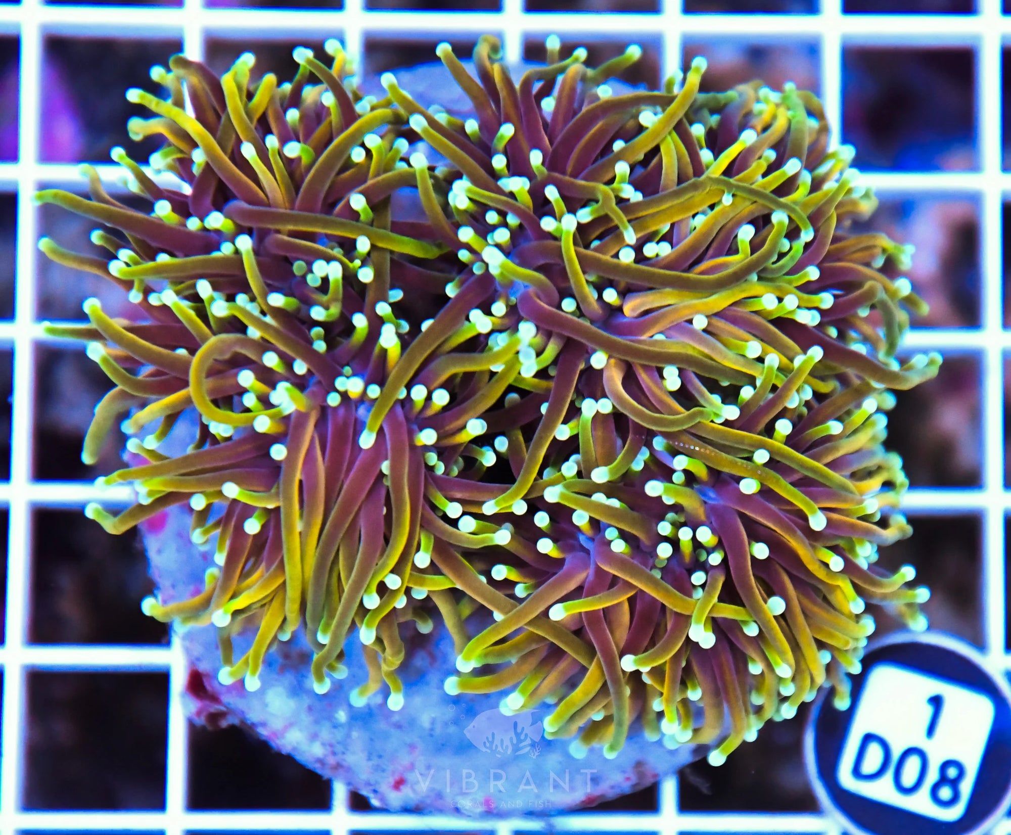 Torch INDO
