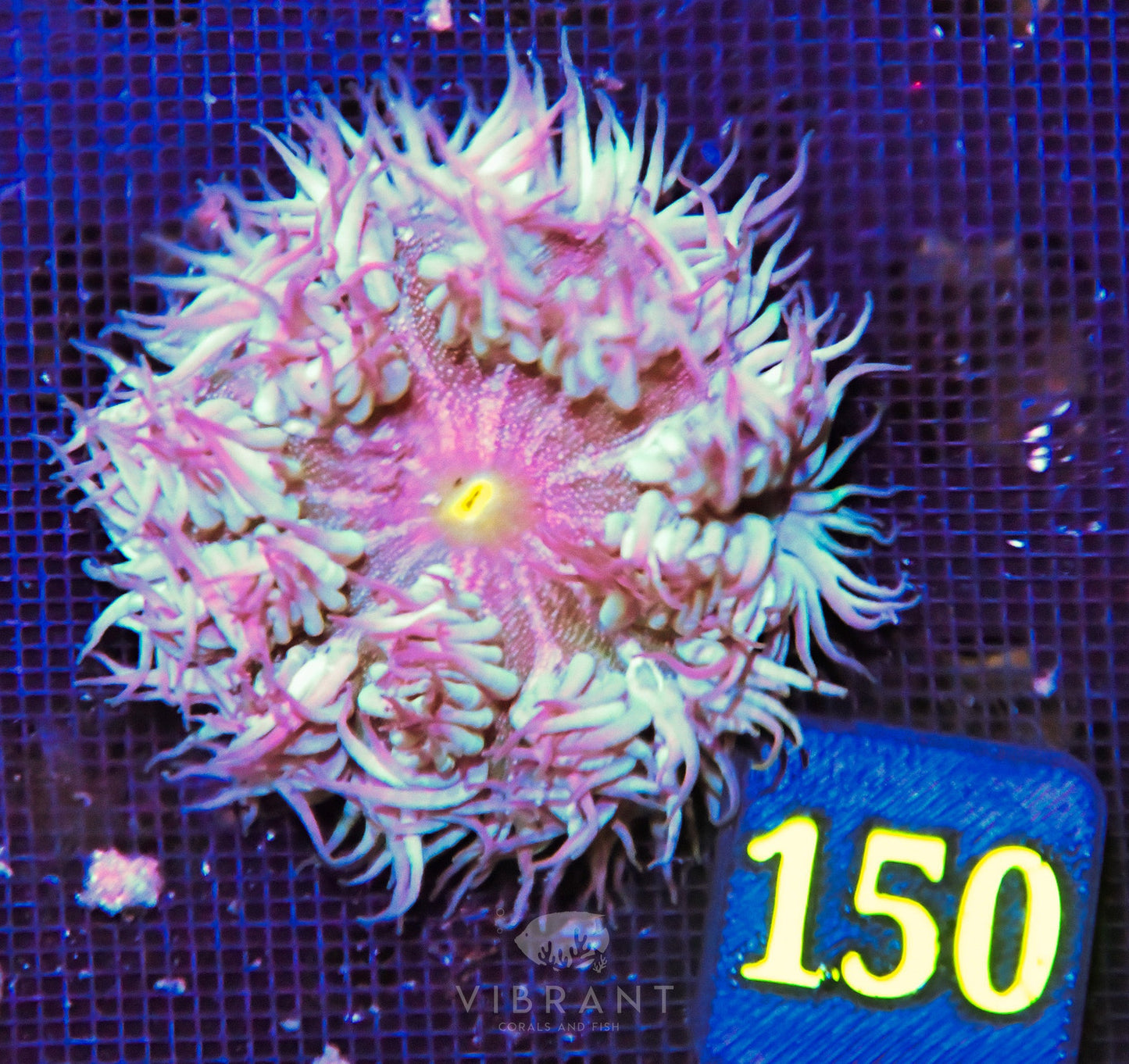 Rock Flower Anemone
