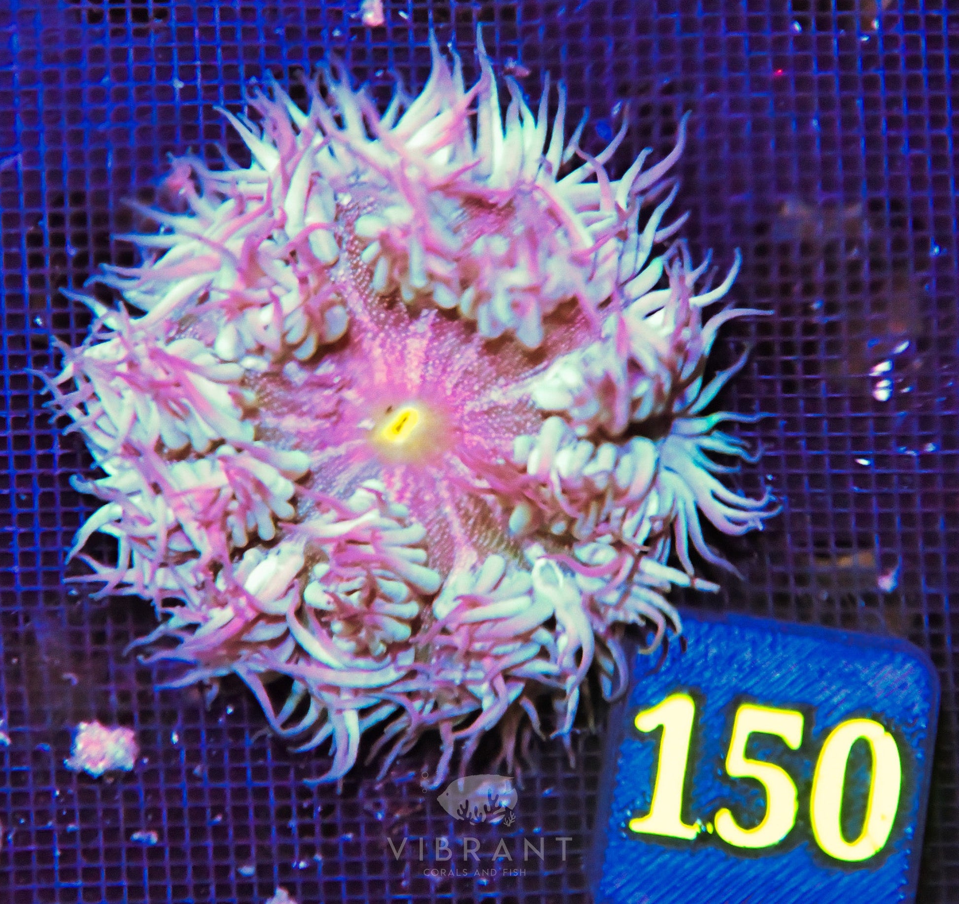 Rock Flower Anemone