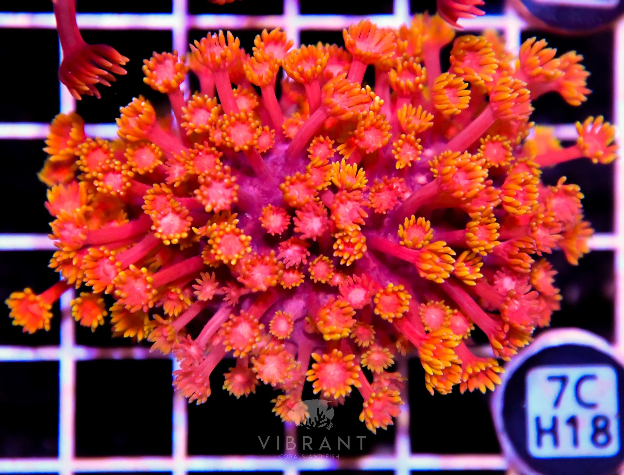 Goniopora INDO W
