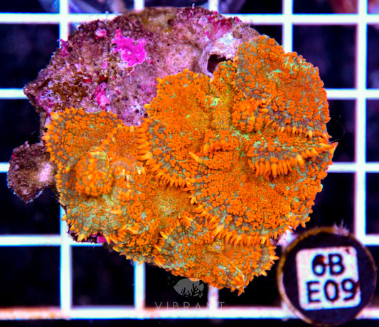 Mushroom INDO