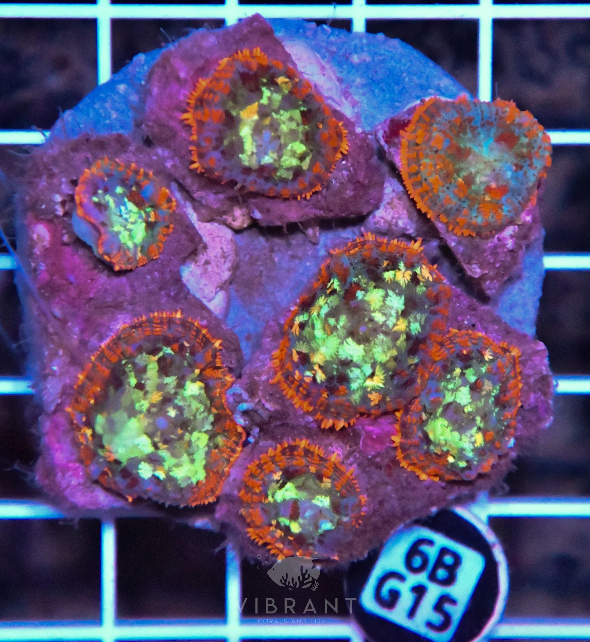 Mushroom INDO