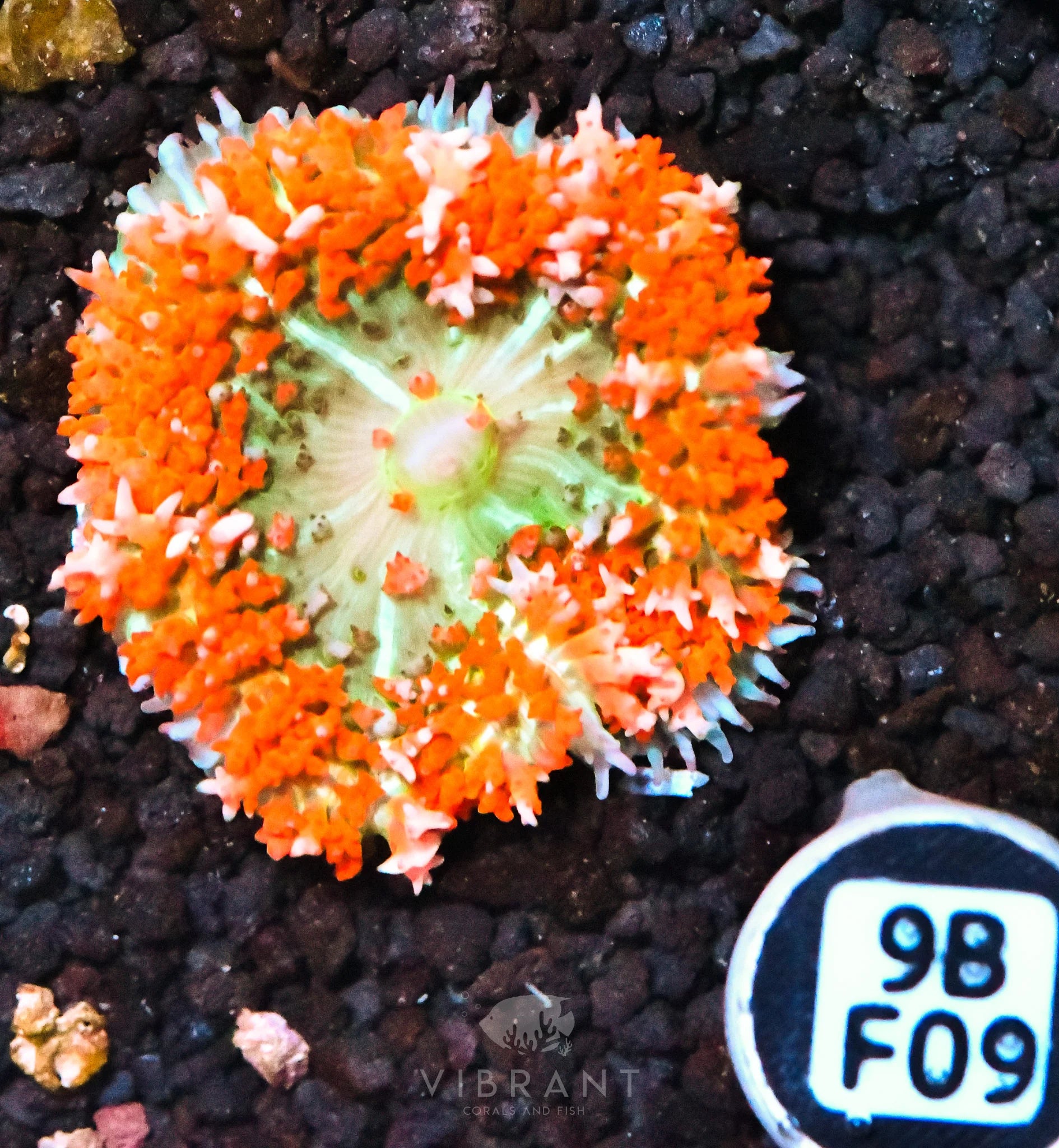 St Thomas Mushroom