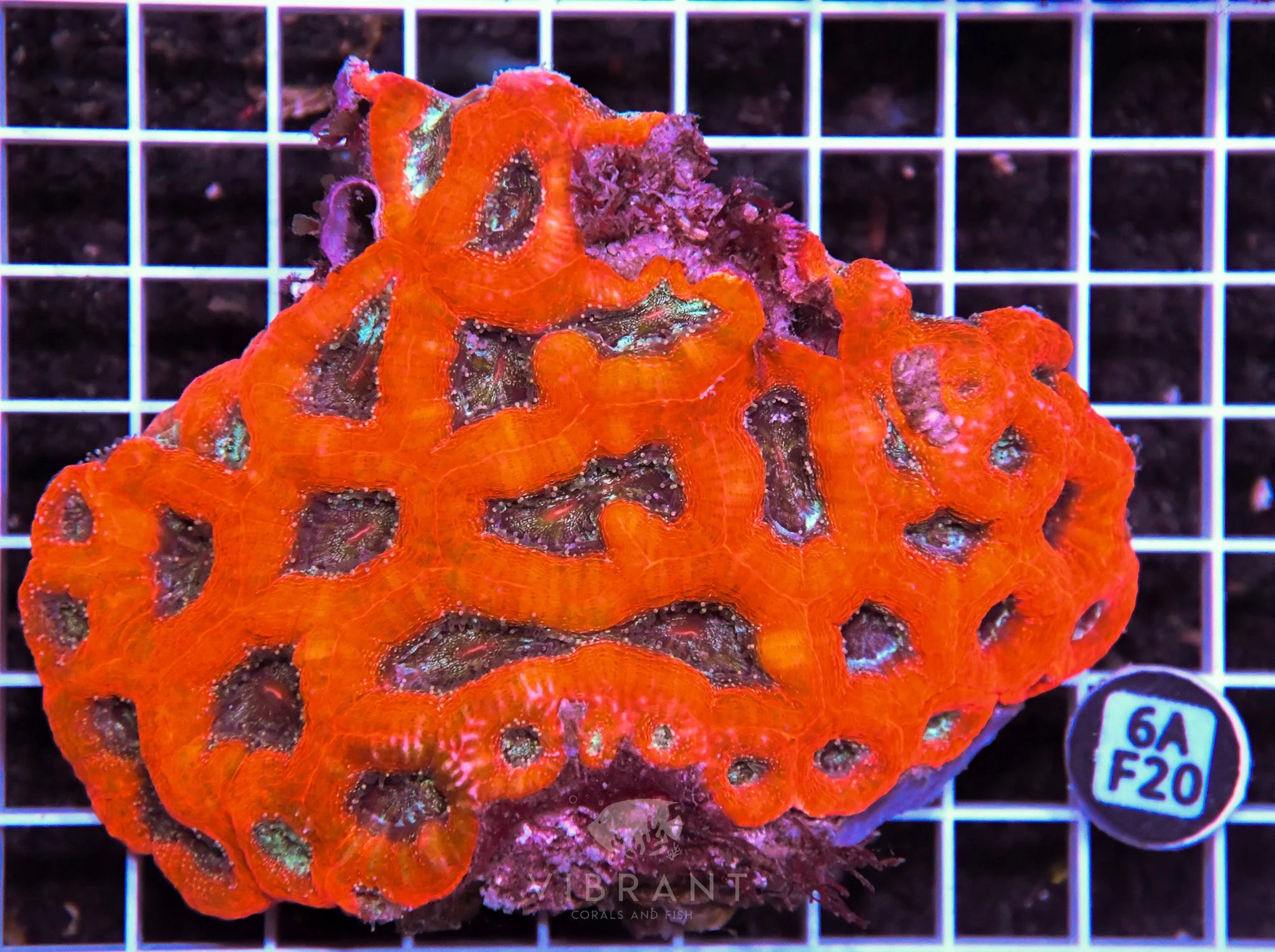 Acan Bower AUS