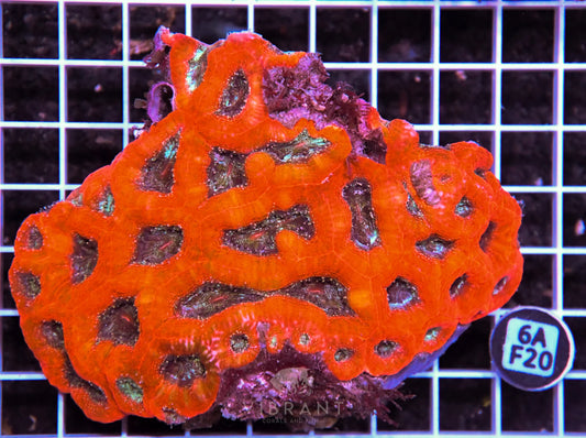 Acan Bower AUS
