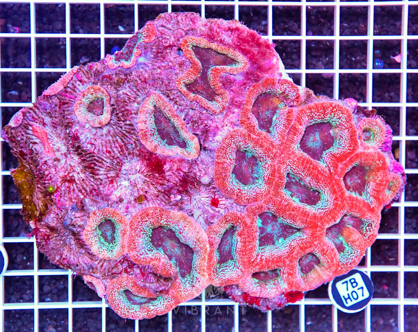 Acan Bower AUS