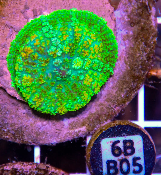 Mushroom INDO