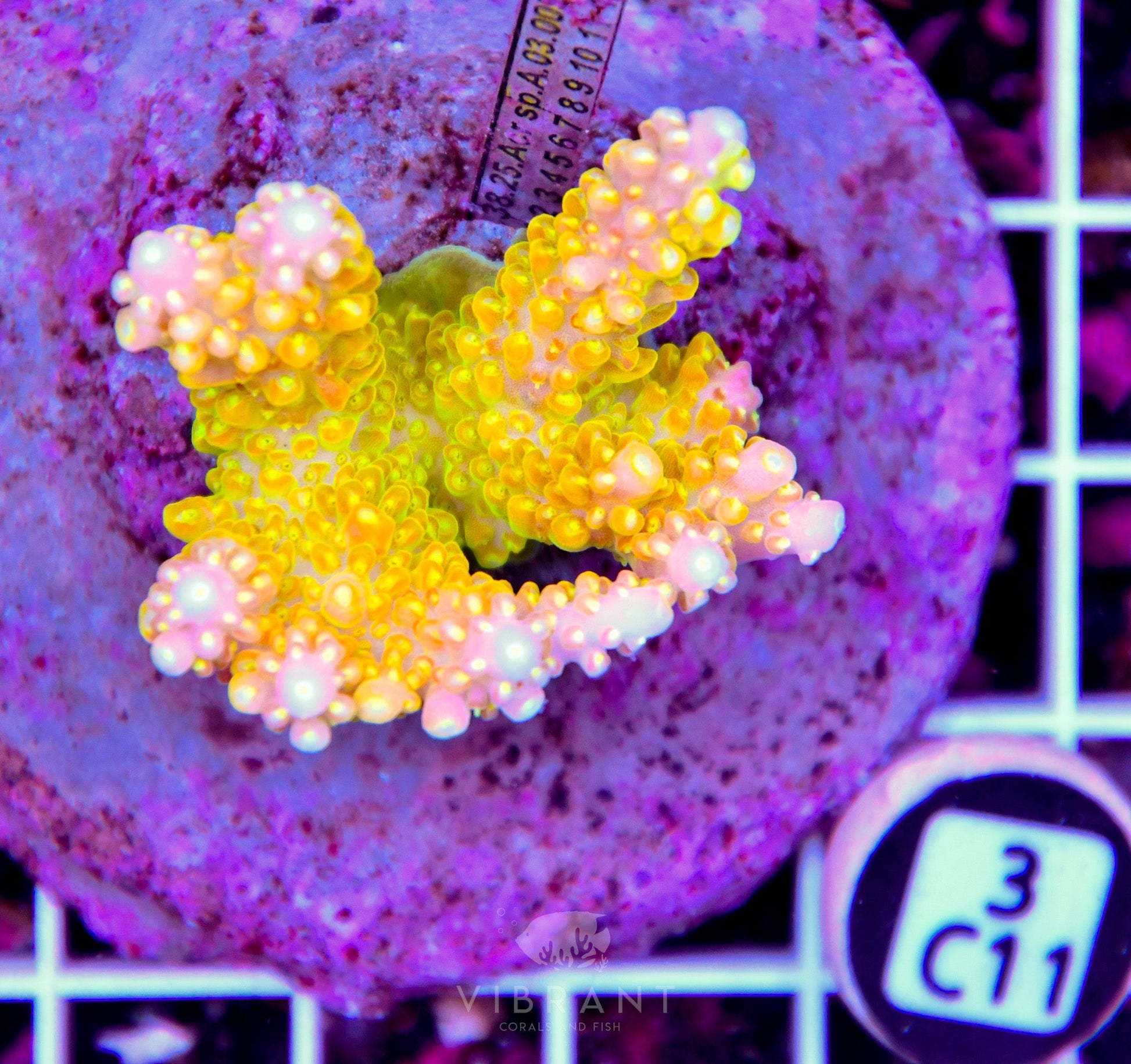 Acro INDO