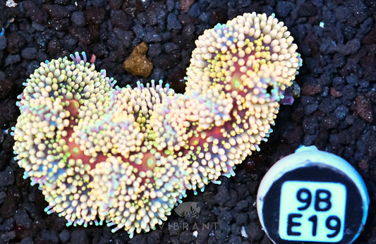 Ricordea Mushroom
