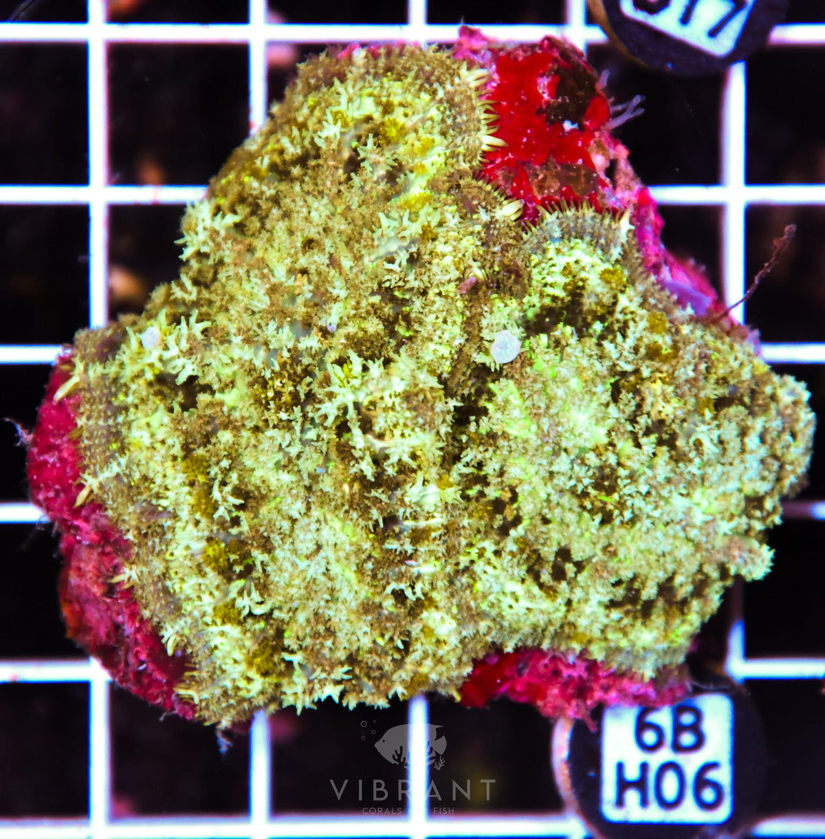 Mushroom INDO