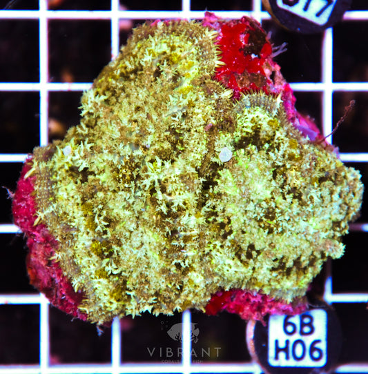 Mushroom INDO