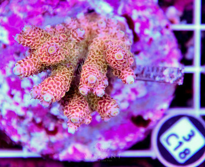 Acro INDO