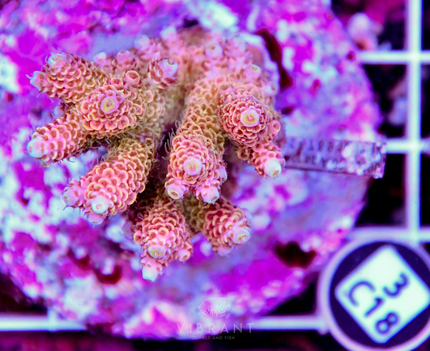 Acro INDO