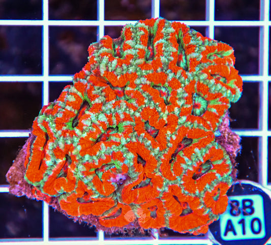 Micromussa WAUS