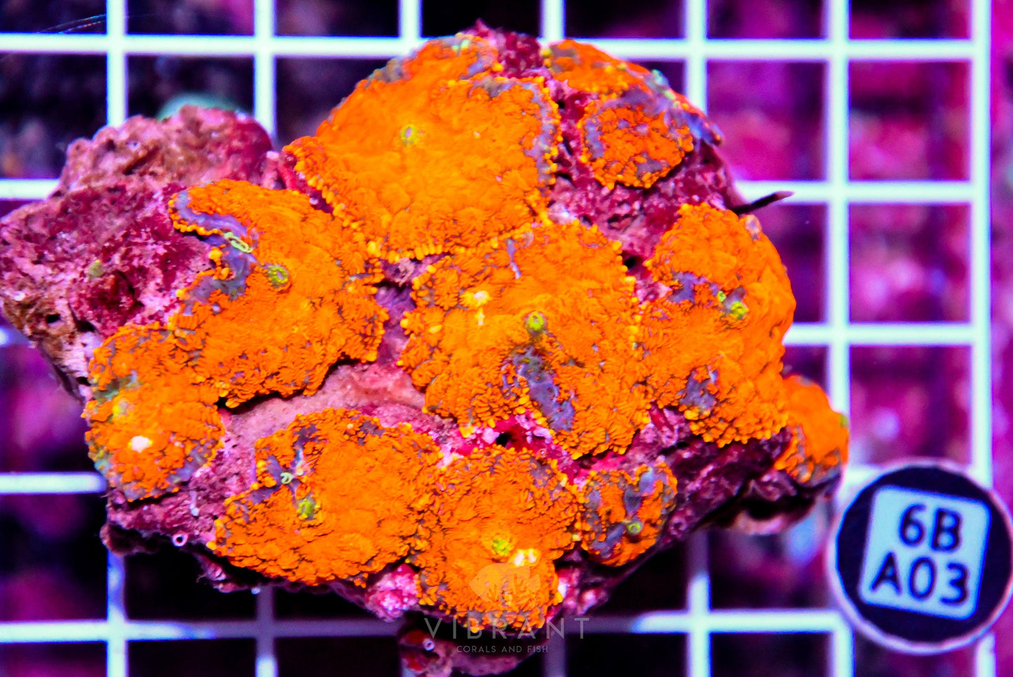 Mushroom INDO W