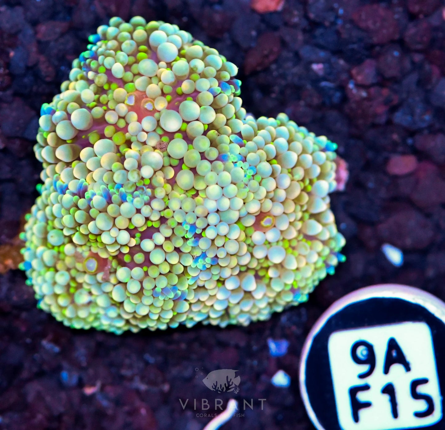 Ricordea Mushroom