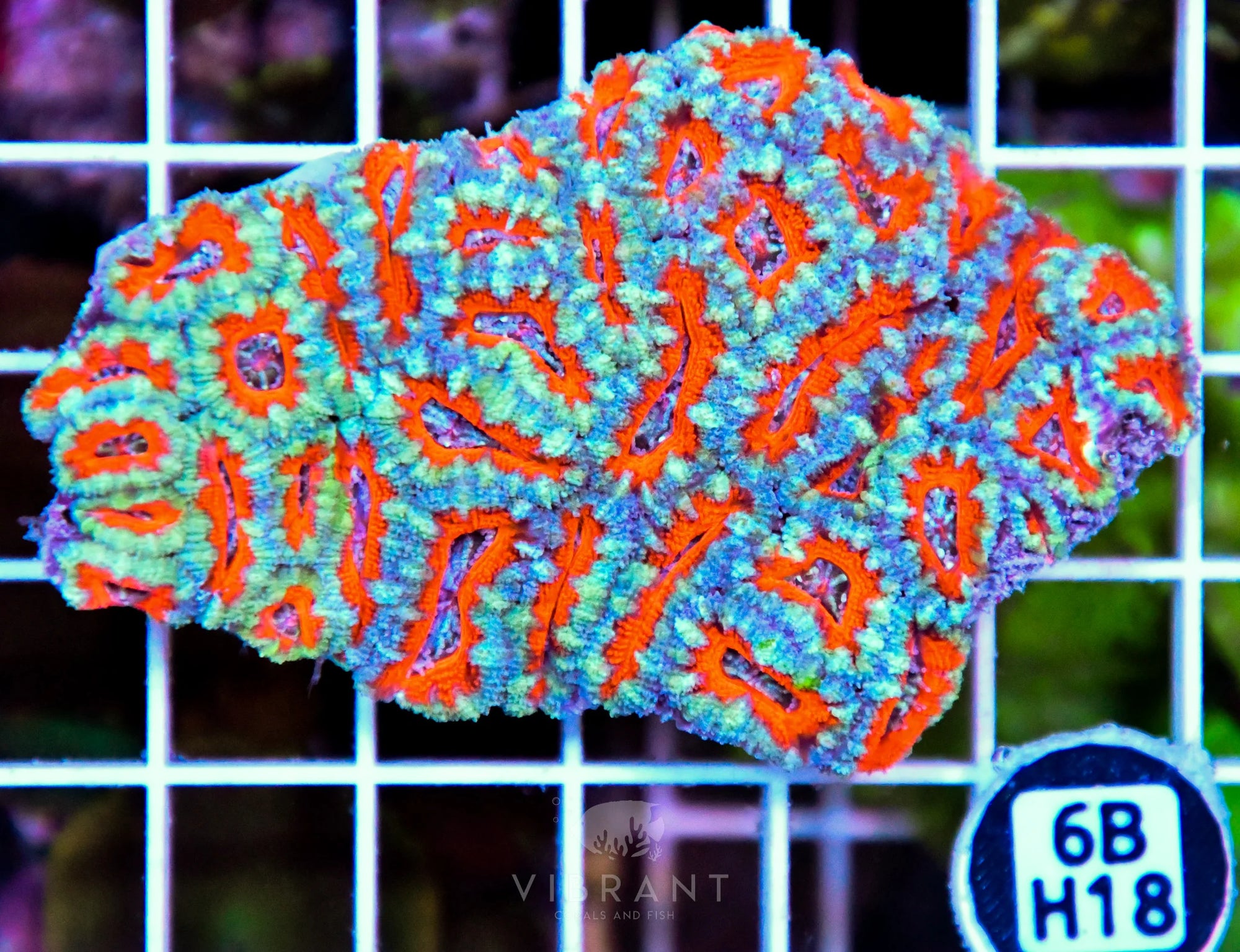Acan Lord AUS