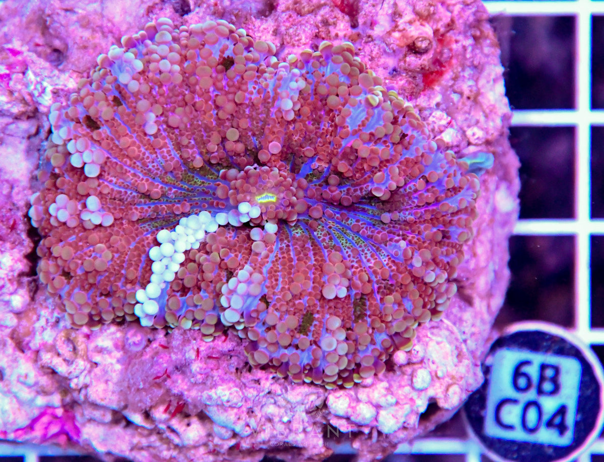 Mushroom INDO